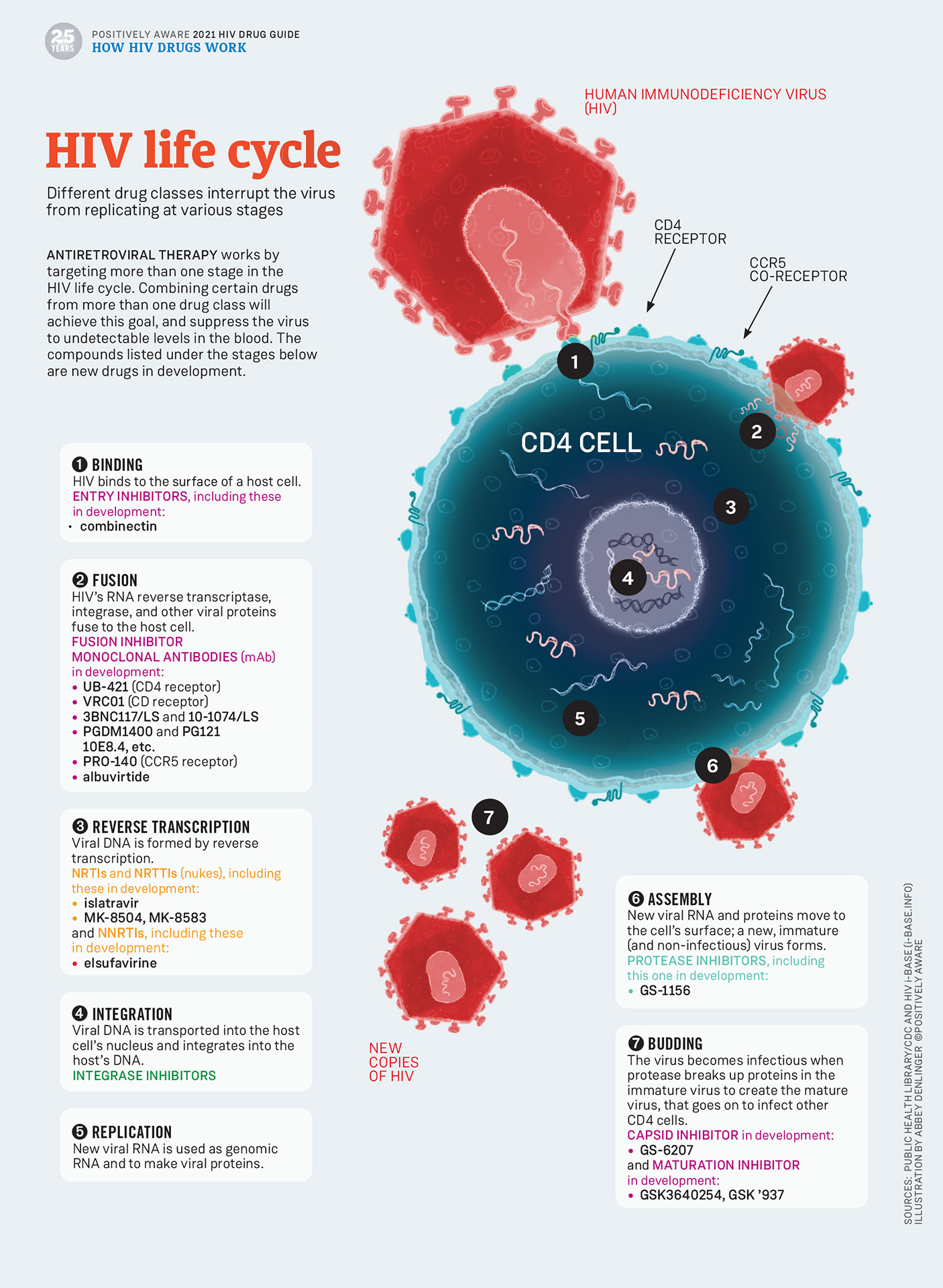 HIV Life Cycle Stages