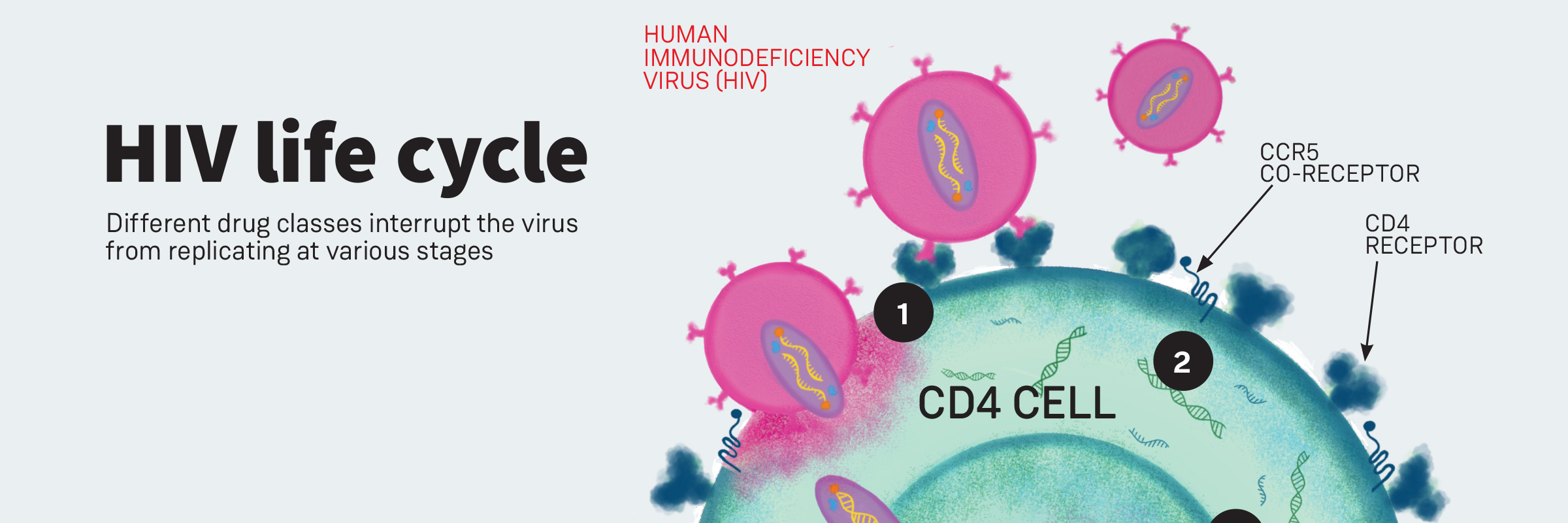 HIV life cycle | Positively Aware