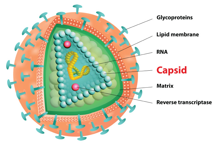 HIV capsid