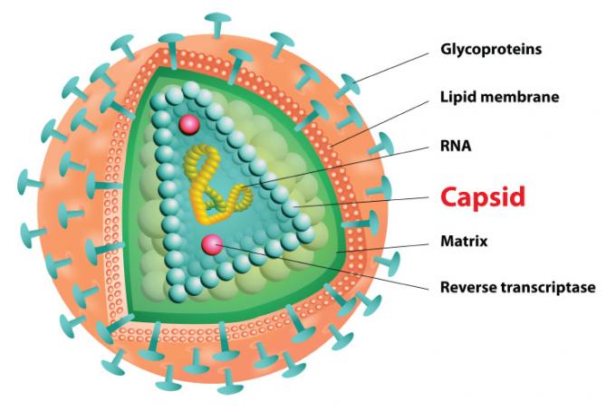 HIV capsid